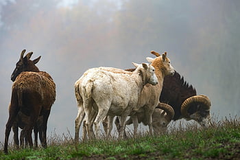 juh, természet, Bárány, gyapjú, szarvak, köd, állatállomány, legelő, Kos, állat