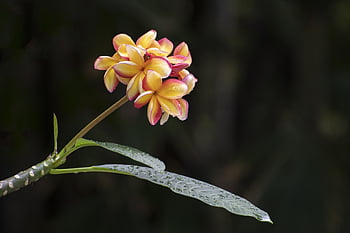 flower, petals, stem, flower Wallpaper, plants, buds, nature, beautiful Flowers, bloom, flora, flower Background