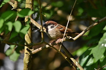 bird, sparrow, sperling, songbird, fauna, wildlife, ornithology, species, animal, nature