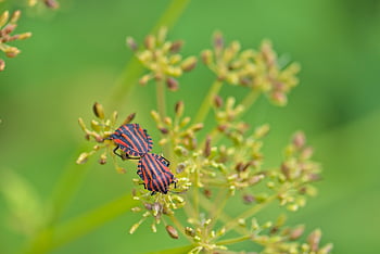 ρίγες Bugs, σφάλματα, έντομα, graphosoma lineatum, φυτικό κορόιδο, φύση, πανίδα, φράζω, αντιστοίχιση