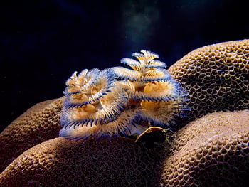 underwater, diving, coral, reef, ocean, closeup, nature, macro, jackandsue, solomons, jack Drafahl