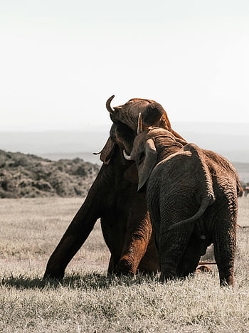 African elephants, playful interaction, savanna, natural behavior, national park, wildlife photography, elephant play, wildlife scene, African wildlife, elephant encounter, savanna landscape