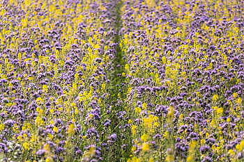phacelia, hořčice, květinové proužky, květinová louka, včela příteli, Včelí pastviny, orná hořčice, všívané krásné, všívaná květina, pole, Příroda