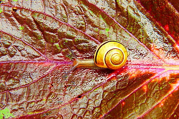wstężyk Huntsman, snail, plant, leaf, color, beautiful, alive, summer, animals, nature, outside