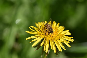 včela, hmyz, opylit, opylování, květ, okřídlený hmyz, křídlo, Příroda, hymenoptera, entomologie, makro