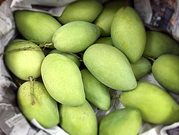 mango, green Mango, fruit, food, fresh, natural, delicious, green, health, fruits, healthy
