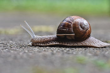 snail, mollusk, wildlife, animal, close Up, mollusc, nature, snail Species