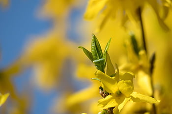 flowers, petals, forsythia, flower Wallpaper, beautiful Flowers, flower Background, leaves, blossom, bloom, nature, bush
