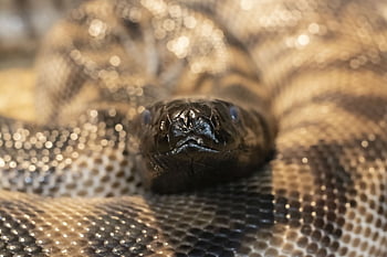 snake, reptile, nature, animal, scales, creature, head, python, zoo, exotic, wildlife