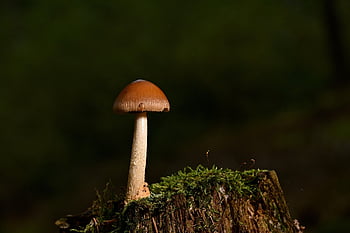 houba, disk houba, malá houba, mech, pařez, lesní houby, les, Příroda, podzim, zblízka