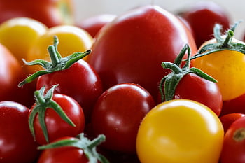 tomato, vegetables, fruit, nature, crop, garden, food, fresh, healthy