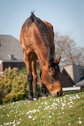 horse, pasture, mobile Wallpaper, stallion, brown Horse, equidae, beautiful Wallpaper, mammal, mount, nature, draft Animal