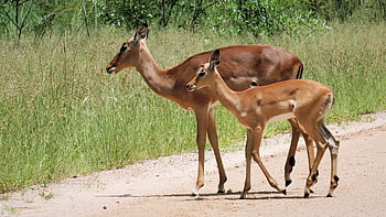impala, owca, Płeć żeńska, młody, owieczka, Zwierząt, Narodowy Park Krugera, południe, Afryka, Natura, dziki