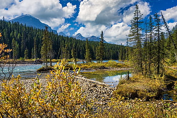jasper National Park, river, forest, bank, trees, rocky Mountains, mountains, scenery, scenic, nature, national Park