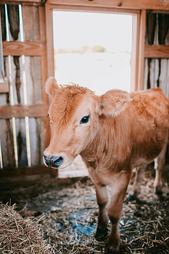 brown calf, rustic wooden barn, young calf, natural light, hay, farm animal, barn interior, calf standing, rural scene, farm life, barn environment