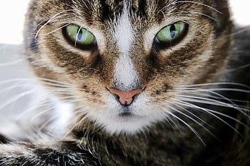 cat Eyes, european Shorthair, pet, cat, whiskers, cat Face, nature, domestic Animal, domestic Cat, wildlife, animal