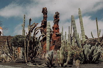 kaktuszok, lanzarote, kaktusz, természet, növények, kert, park, szélmalom