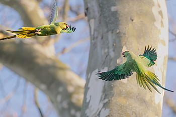 perruche, oiseau, animal, perruche à collier, plumes, plumage, faune, la nature, perroquet, oiseau vert, le bec