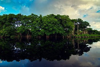 corozal, water, reflection, green, nature, belize, river, peaceful