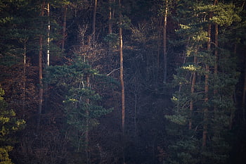 pine, trees, forest, nature, conifers, woods, evergreen, coniferous, conifer Forest, woodland, woodlands
