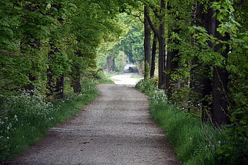 trail, forest, countryside, nature, trees, forest Road, landscape, woods, rural
