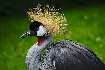 grey crowned crane, vivid plumage, natural setting, close-up, grey and brown bird, crane, wildlife photography, bird photography, nature, outdoor, animal