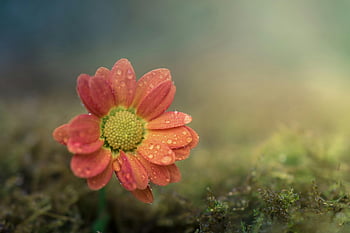 oranje bloem, dauw druppels, bloemblaadjes, versheid, macro schot, ondiepe focus, roze bloem, natuurfotografie, bloemenbeeld, detailopname, levendige kleuren