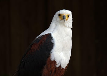 bird, bald Eagle, eagle, feathers, nature, wings, wild Animal, heraldic Animal, adler, wappentier, weißkopfseeadler