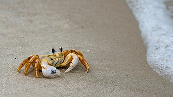 crab, animal, sand, crustacean, wildlife, shellfish, coast, nature, beach, sea, ocean