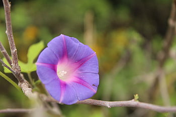 flower, nature, flowers, flora, plant, field, petals, spring, forest, summer, floors
