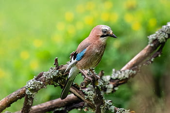 jay, wild Bird, bird, bird Watching, ornithology, wildlife, feathers, plumage, meadow, beak, nature