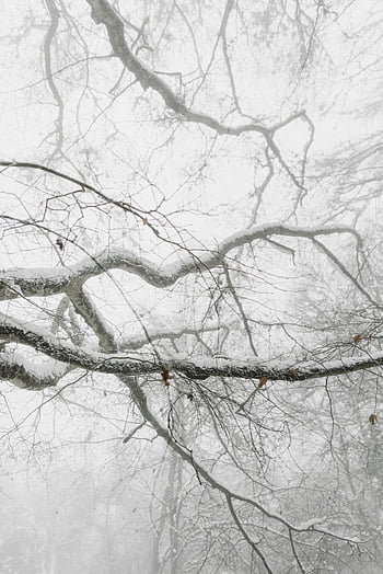 Snow-pokrytý strom, bezlistý strom, zimní scény, Snow-pokryté větve, Mystická atmosféra, Ztlumená atmosféra, zimní krajina, zasněžený strom, holé větve, zimní les, zasněžený les