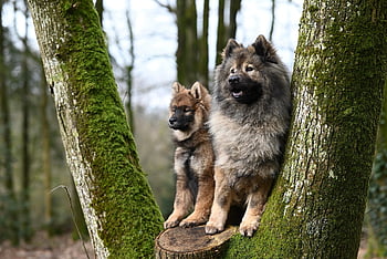 psů, psí, Eurasier Plinn, Příroda, eurasier, štěně, rozkošný, savec, zvíře