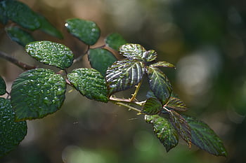 dew Drops, foliage, nature