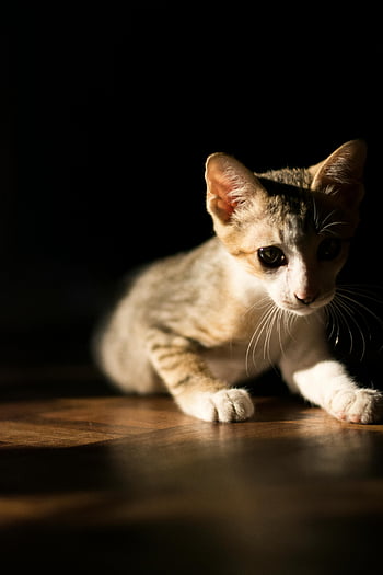 brown cat, cute kitten, indoor exploration, soft lighting, cat features, curious cat, indoor cat, kitten exploration, cat photography, pet photography, animal photography