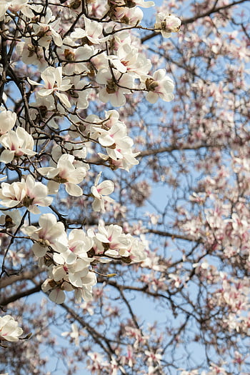 Magnolia Blossoms, jarní květiny, jasné modré nebe, krásná magnólie, jarní esence, kvetoucí magnólie, jarní krása, Květinové jaro, strom magnólie, jarní květy, fotografování přírody