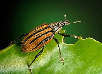 black and brown insect, green leaf, weevil beetle, striped weevil, close-up image, insect on leaf, nature photography, macro photography, beetle perched, green foliage, insect details