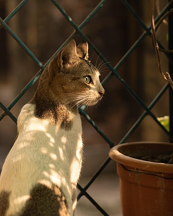 cat, animal, mammal, feline, domestic, pet, nature, kitten, cute, fur, kitty