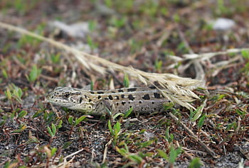 reptile, species, lizard, nature, forest, fauna, farm, green