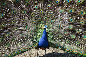 bird, peacock, ornithology, nature, species, fauna, avian, animal, poultry, feathers, beak