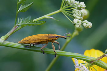 weevil, insect, flower Wallpaper, beautiful Flowers, stem, beetle, flower Background, nature, flower, plant, closeup