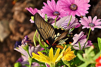 butterfly, insect, winged Insect, wings, wild, colorful Insect, nature