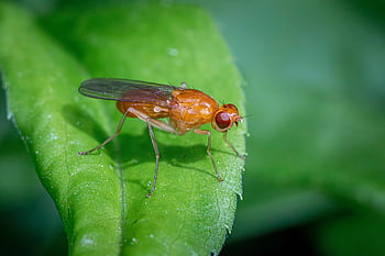 fly, pegomya, insect, anatomy, ecology, facts, natural, wings, adaptations, scientific, lifecycle