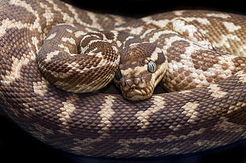 slange, krybdyr, python, skalaer, grovskaleret python, sjældne python, sjælden slange, australske python, australske slange, Hartleys krokodille eventyr, Australien