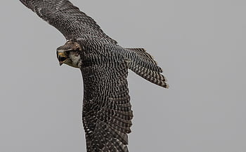 Wanderfan, Vogel, fliegend, Falke, Flügel, Tier, Gefieder, Schnabel, Rechnung, Vogelkunde, Tierwelt