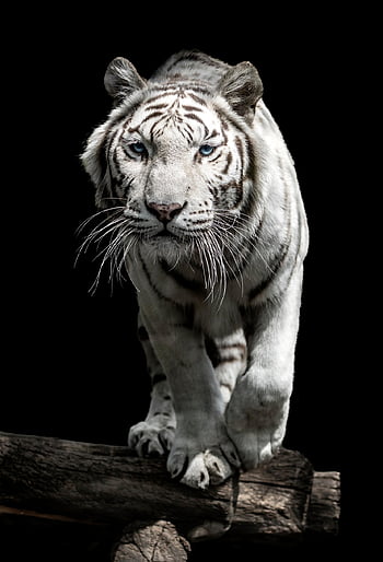 tiger, nature, animal, wildlife, black And White, wild Animal, wild Cat, feline
