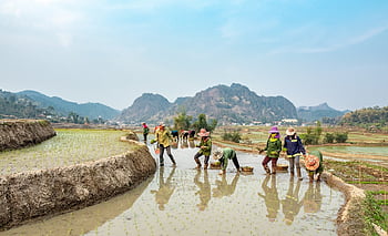 farmers, rice, fields, country, nature, sapa, people, countryside, green, mountain