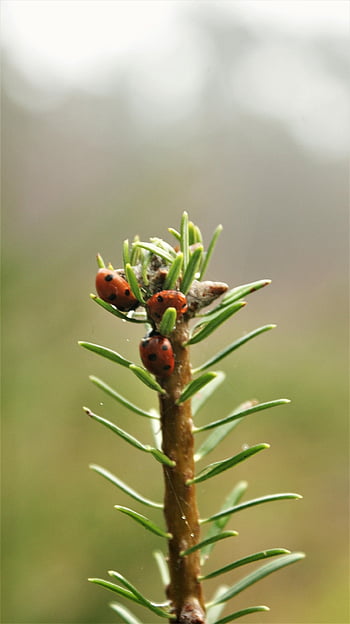 ladybugs, beetle, bug, hibernation, conifer, branch, together, winter, detail