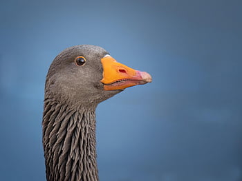bird, goose, ornithology, species, fauna, avian, animal, beak, wildlife, water Bird, flora