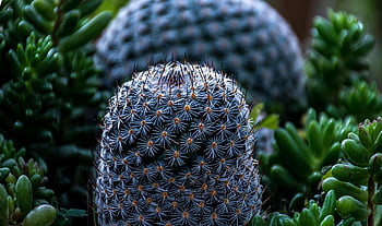 cactus, succulent, spines, sharp, prickly, nature, desert Plants, desertal, spikes, cacti, gardening